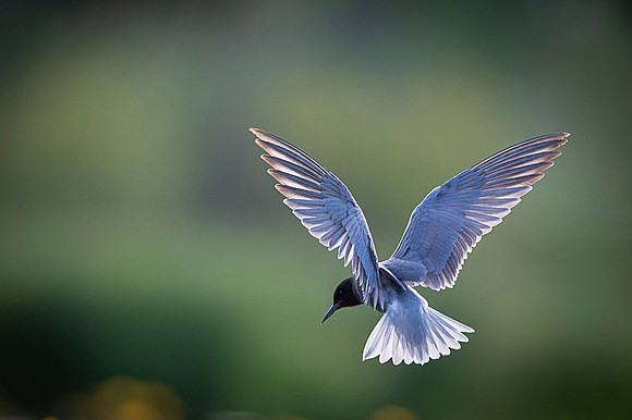 Black tern / Rybitwa czarna