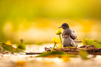 Black tern / Rybitwa czarna