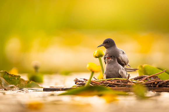 Black tern / Rybitwa czarna