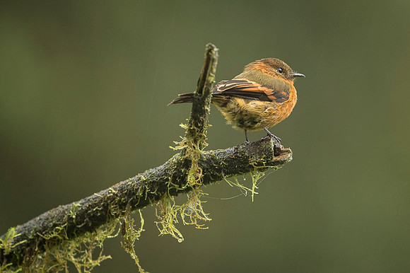 Flavescent Flycatcher