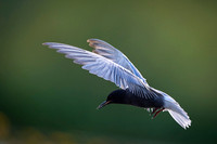 Black tern / Rybitwa czarna