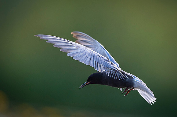 Black tern / Rybitwa czarna