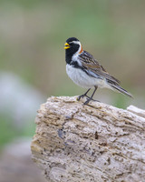 Lapland Longspur