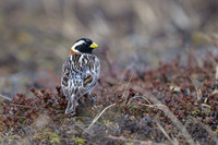 Lapland Longspur