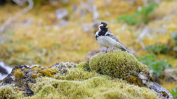 Lapland Longspur