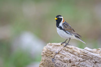 Lapland Longspur