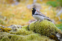 Lapland Longspur