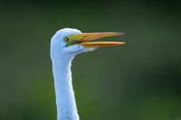 Great Egret