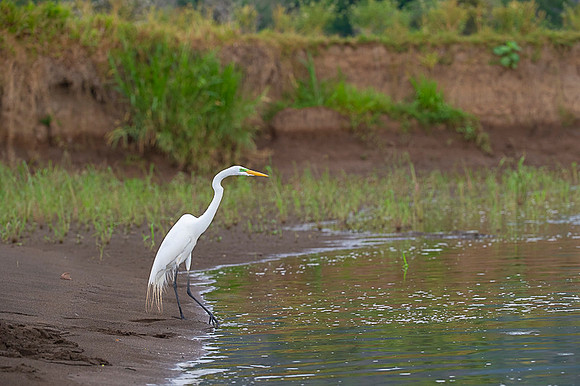 Great Egret