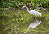 Great Egret