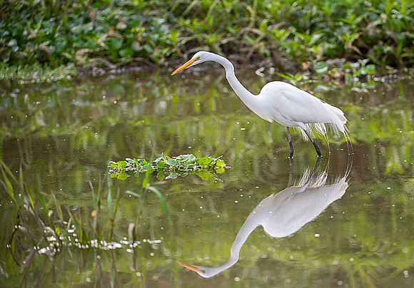 Great Egret
