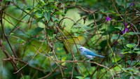Blue-grey Tanager