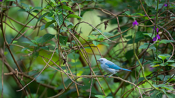 Blue-grey Tanager