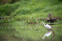 Great Egret