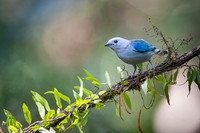 Blue-grey Tanager