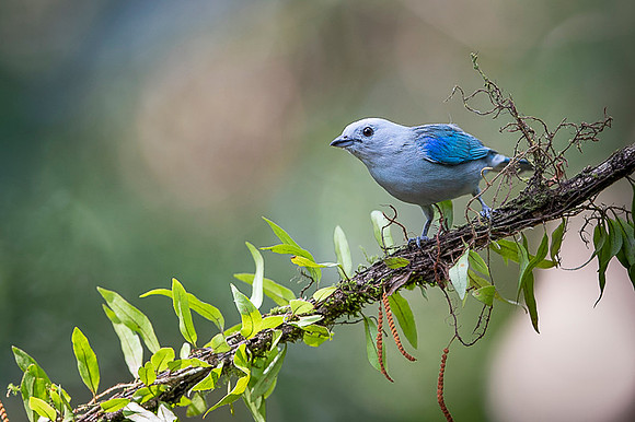 Blue-grey Tanager