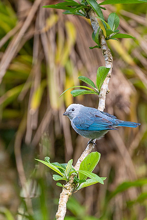 Blue-grey Tanager
