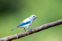 Blue-grey Tanager