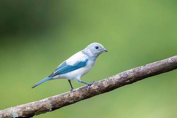Blue-grey Tanager