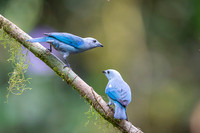 Blue-grey Tanager