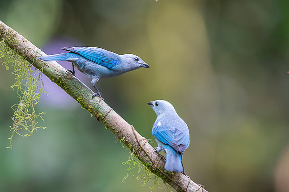 Blue-grey Tanager