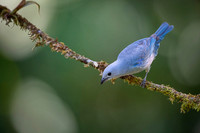 Blue-grey Tanager