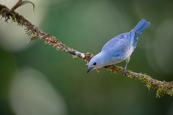 Blue-grey Tanager