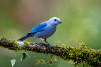 Blue-grey Tanager