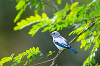 Blue-grey Tanager