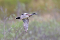 American Wigeon