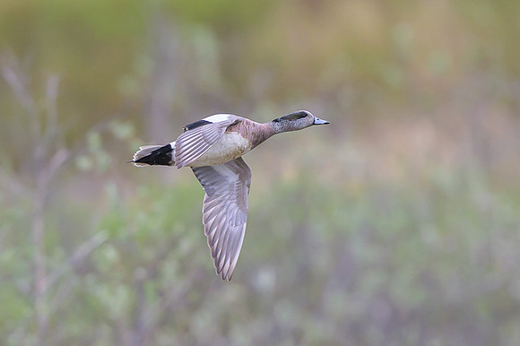 American Wigeon