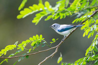 Blue-grey Tanager