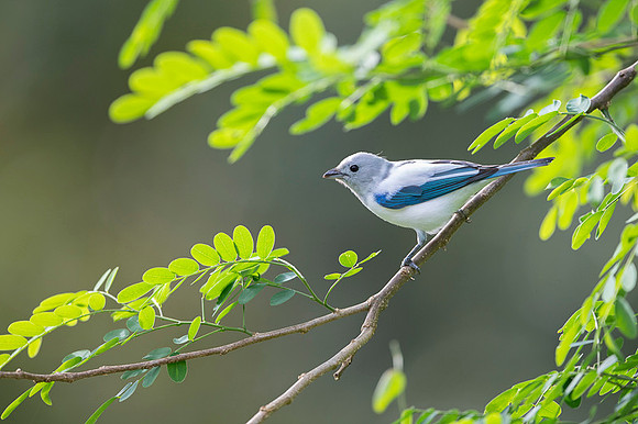 Blue-grey Tanager