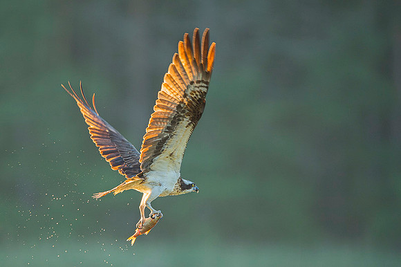 Osprey / Rybołów