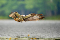 Osprey / Rybołów