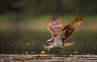 Osprey / Rybołów