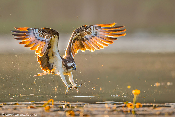 Osprey / Rybołów