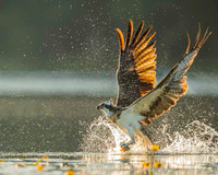 Osprey / Rybołów