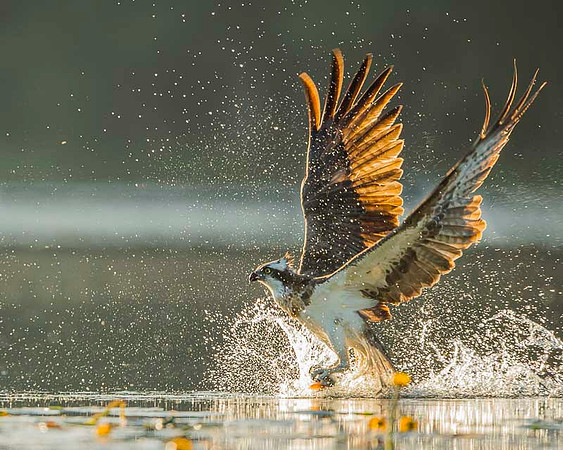 Osprey / Rybołów