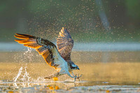 Osprey / Rybołów