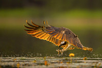 Osprey / Rybołów