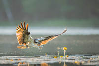 Osprey / Rybołów
