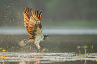 Osprey / Rybołów