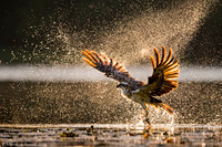 Osprey / Rybołów