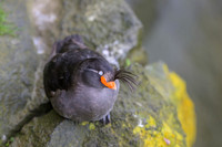Crested Auklet