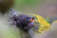 Crested Auklet