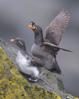 Crested Auklet