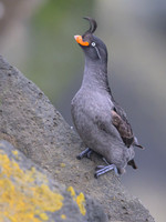 Crested Auklet