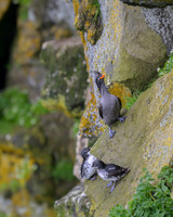 Crested Auklet