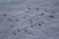 Crested Auklet